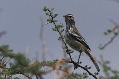 Brubru, by lark fields near Mount Meru