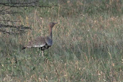 Buff-crested Bustard, Tarangire NP