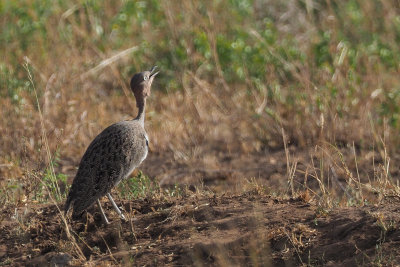 Buff-crested Bustard, Tarangire NP