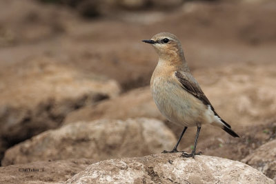 Wheater, RSPB Loch Lomond, Clyde
