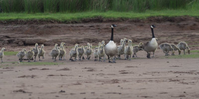 Canada Geese, RSPB Loch Lomond, Clyde