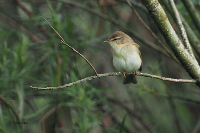 Willow Warbler, RSPB Loch Lomond, Clyde