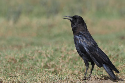 Cape Crow, Serengeti NP