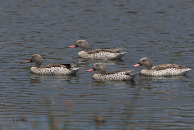 Cape Teal, Arusha NP