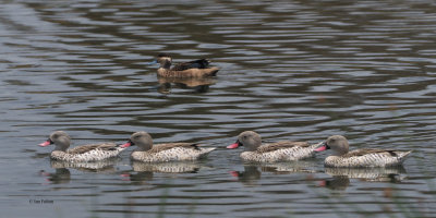 Cape Teal, Arusha NP