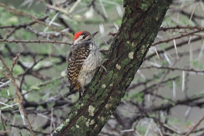 Cardinal Woodpecker, Ndutu Lodge area