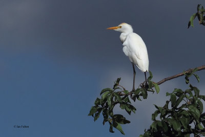 Cattle Egret, Arusha NP