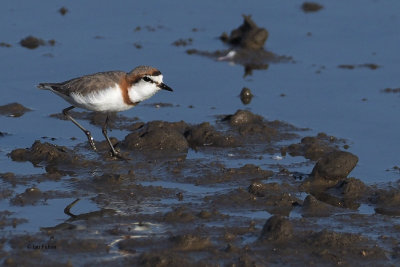 Chestnut-banded Plover, Lake Ndutu