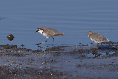 Chestnut-banded Plover, Lake Ndutu