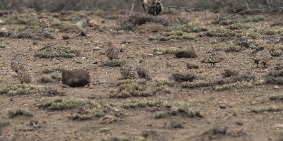 Chestnut-bellied Sandgrouse, Lark plains near Mt Meru
