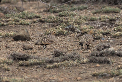 Chestnut-bellied Sandgrouse, Lark plains near Mt Meru