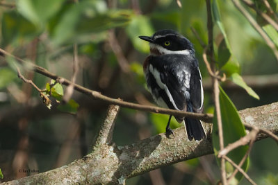 Chin-spot Batis, Arusha NP