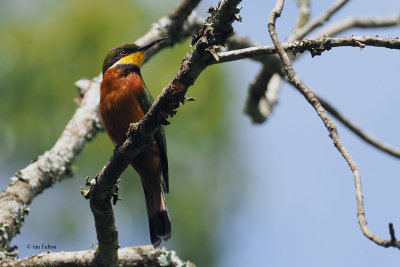 Cinnamon-chested Bee-eater, Arusha NP