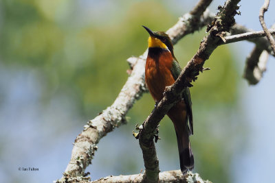 Cinnamon-chested Bee-eater, Arusha NP