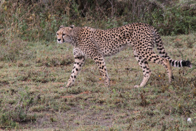 Cheetah, Ndutu-Serengeti