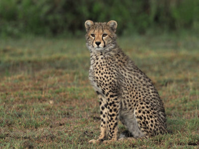 Cheetah, Ndutu-Serengeti