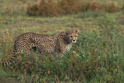 Cheetah, Ndutu-Serengeti