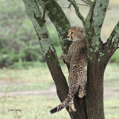 Cheetah, Ndutu-Serengeti