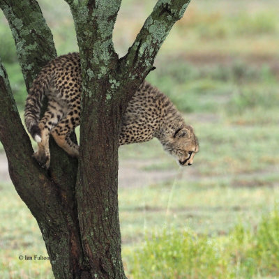 Cheetah, Ndutu-Serengeti