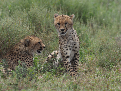 Cheetah, Ndutu-Serengeti