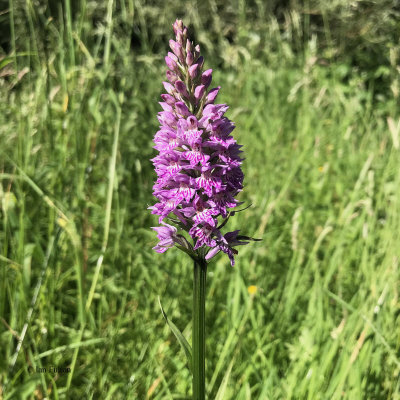 Orchid sp, RSPB Loch Lomond
