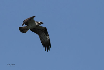 Osprey over Loch Lomond, Clyde