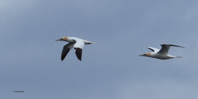 Gannet, Fife Ness