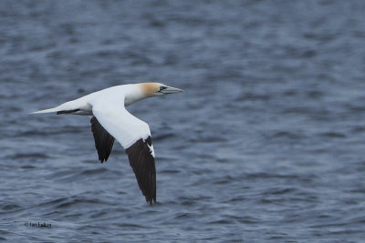 Gannet, Fife Ness