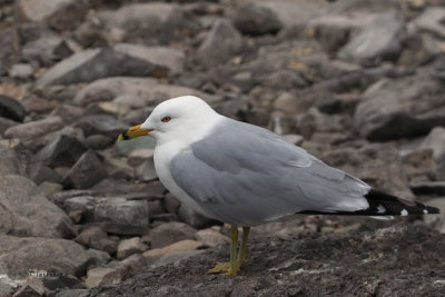 Ring-billed Gull, Perthshire