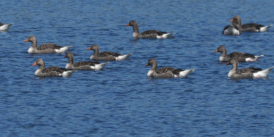 Greylag Geese, Burncrooks Reservoir, Clyde