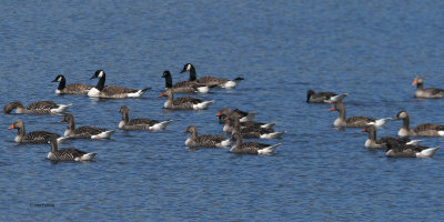 Greylag & Canada Geese, Burncrooks Reservoir, Clyde