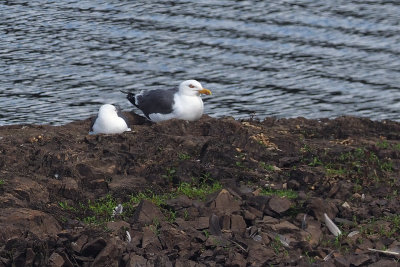 Great Black-backed Gulls, Burncrooks Reservoir, Clyde