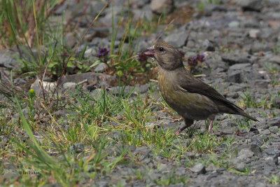 Common Crossbill, Burncrooks Reservoir, Clyde