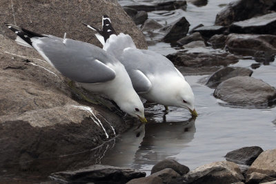 Common Gulls, Perthshire