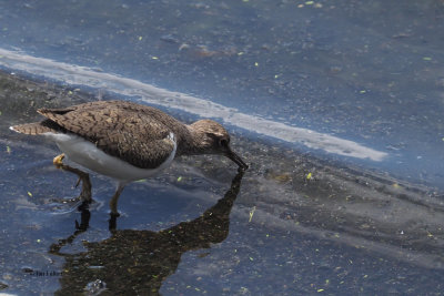 Common Sandpiper, Arusha NP