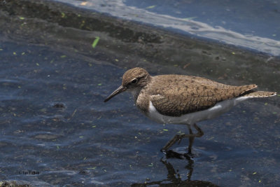 Common Sandpiper, Arusha NP