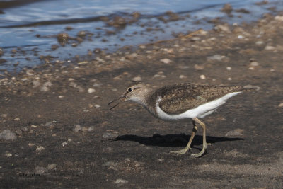 Common Sandpiper, Lake Ndutu