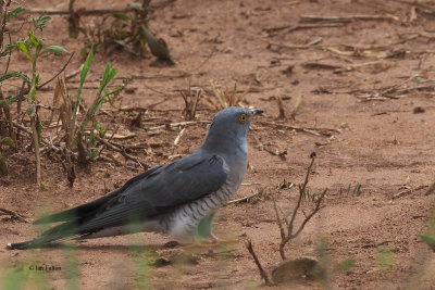 Common Cuckoo, Tarangire NP