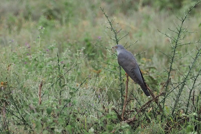 Common Cuckoo, Ngorongoro crater