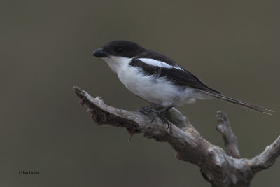 Common Fiscal, Arusha NP