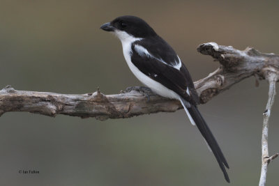 Common Fiscal, Arusha NP