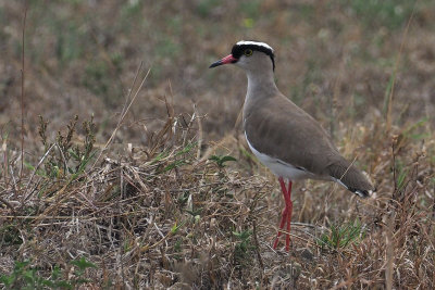 Crowned Lapwing, Arusha NP