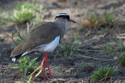 Crowned Lapwing, Tarangire NP