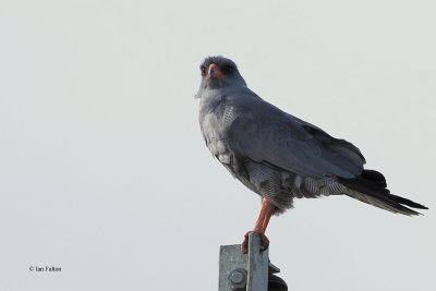 Dark Chanting-Goshawk, Serengeti NP