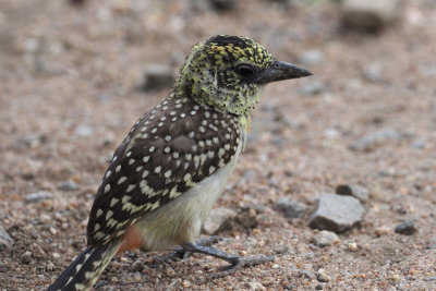 d'Arnaud's (Usambiro) Barbet, Serengeti NP