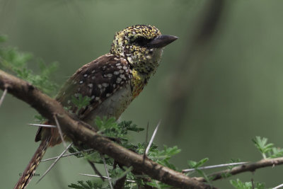 d'Arnaud's (Usambiro) Barbet, Serengeti NP