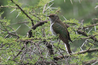 Diederik Cuckoo, Ndutu-Serengeti