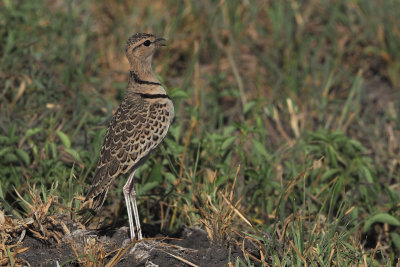 Double-banded Courser, Tarangire NP
