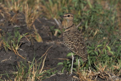 Double-banded Courser, Tarangire NP