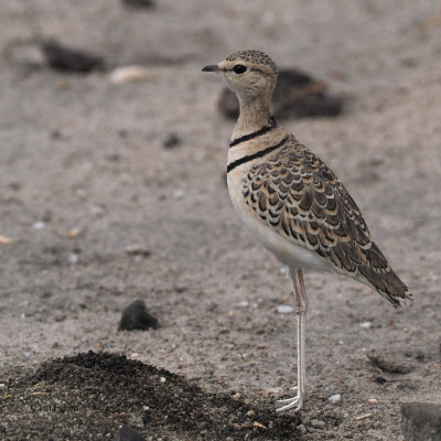 Double-banded Courser, Tarangire NP